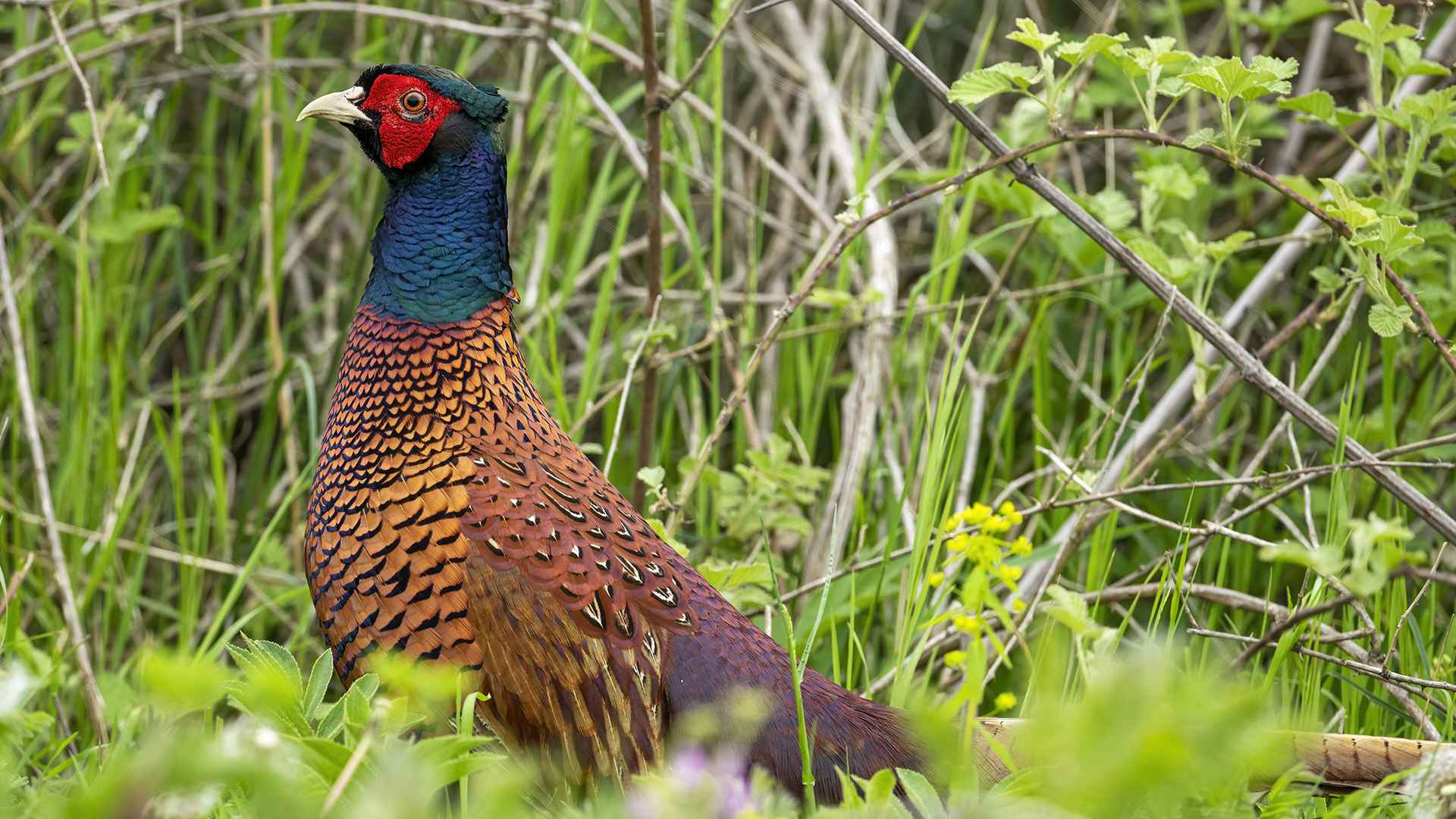 Ring-necked Pheasant